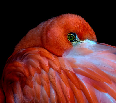 16 A Study In Scarlet.jpg