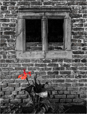 24 Barn and bloom.jpg