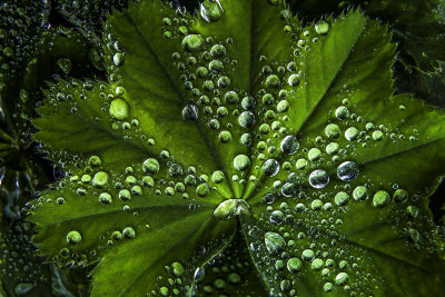 25 Raindrops on leaves-4.jpg