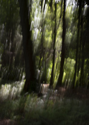 39 woodland impression.jpg