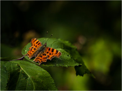 34 Butterfly On Green Leaf.jpg