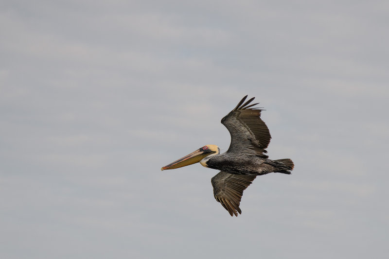 20180304 - Galviston TX - 095.jpg