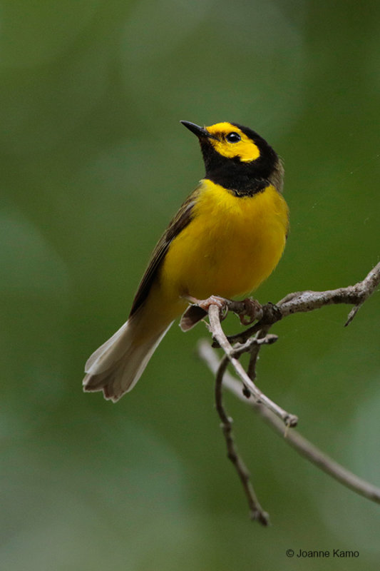 Hooded Warbler