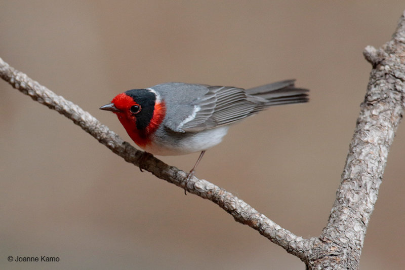 Red-faced Warbler