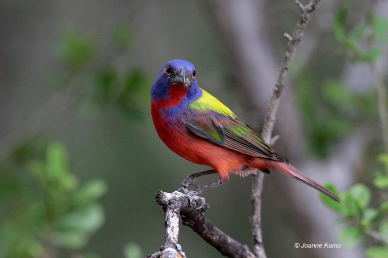 Painted Bunting