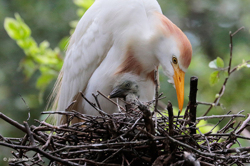 Cattle Egret and Chick