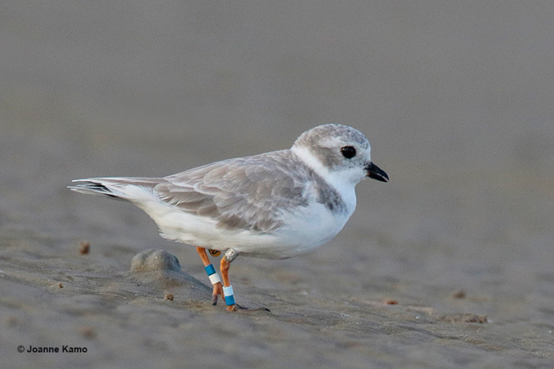 Piping Plover