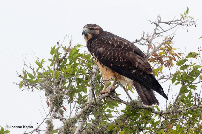 Swainsons Hawk - juve