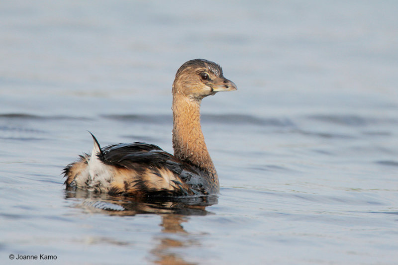 Pied-billed Grebe