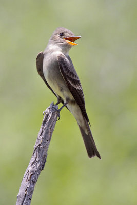 Eastern Wood-Peewee