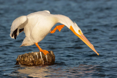 American White Pelican scratching