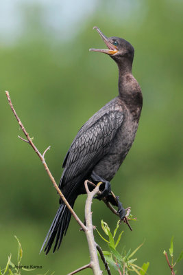 Double-crested Cormorant