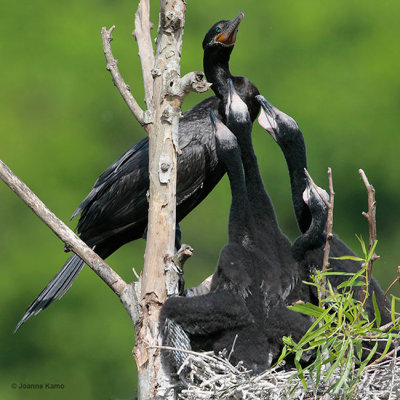 Neotropic Cormorant and Chicks