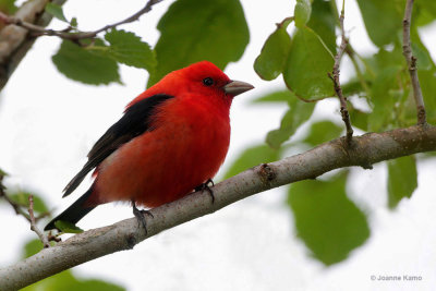 Scarlet Tanager