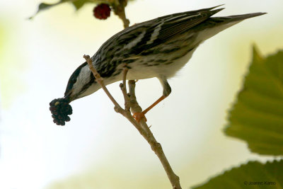 Blackpoll Warbler