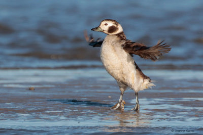 Long-tailed Duck Wing Flap After Preening