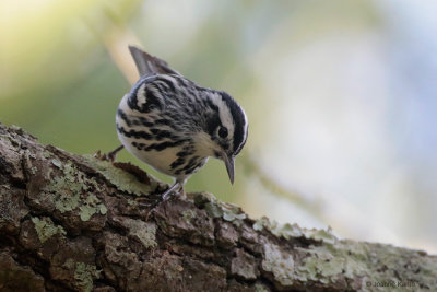 Black-and-White Warbler