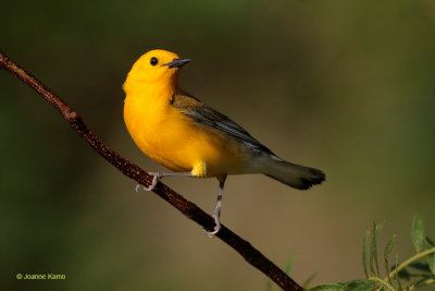 Prothonotary Warbler