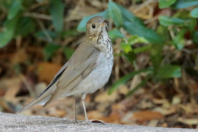 Grey-cheeked Thrush