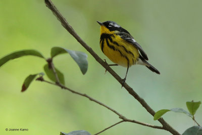 Magnolia Warbler
