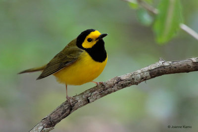 Hooded Warbler