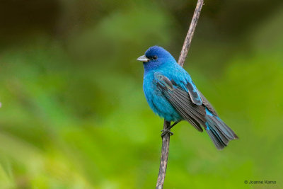 Indigo Bunting