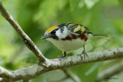 Chestnut-sided Warbler