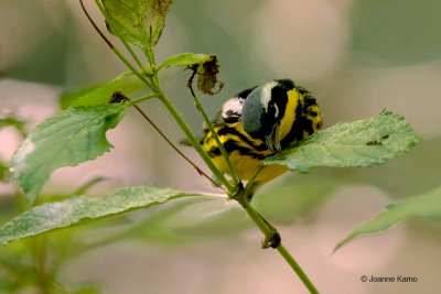 Magnolia Warbler Eating Bugs