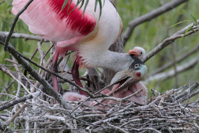 Roseate Spoonbill and Chicks