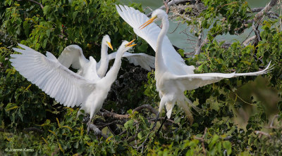 Great Egret Family