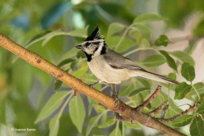 Bridled Titmouse