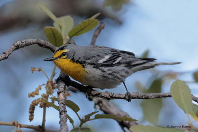 Grace's Warbler