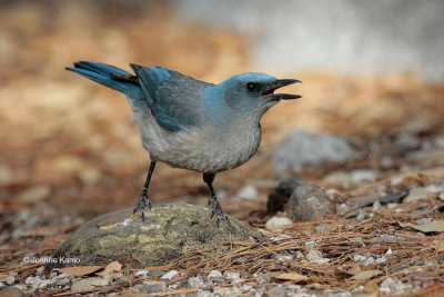 Mexican Jay