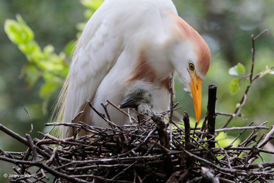 Cattle Egret and Chick
