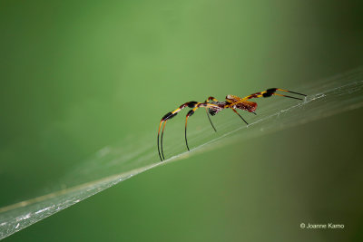 Golden-silk Spider