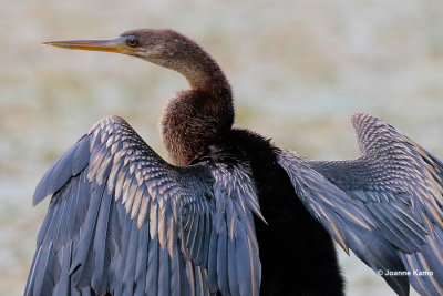 Anhinga