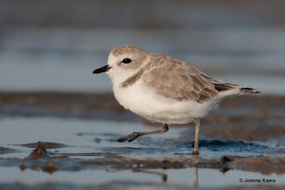 Snowy Plover