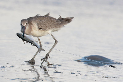 Willet and Fishing Line Bait