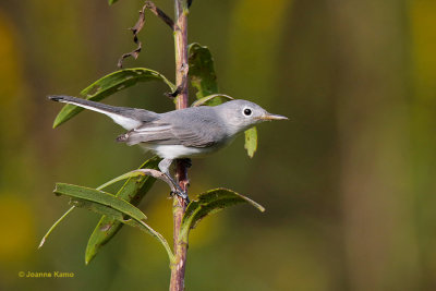 Blue-gray Gnatcatcher