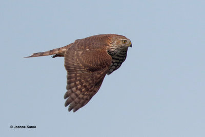 Sharp-shinned Hawk