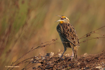 Eastern Meadowlark Singing at Dusk