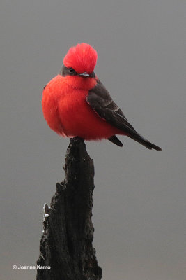 Vermillion Flycatcher