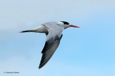 Elegant Tern