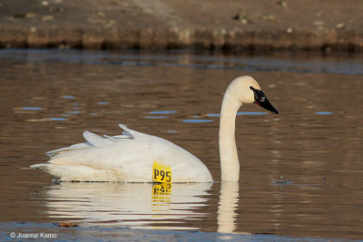 Trumpeter Swan