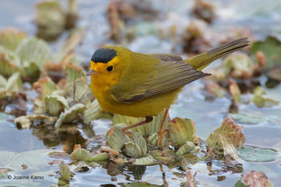  Wilson's Warbler