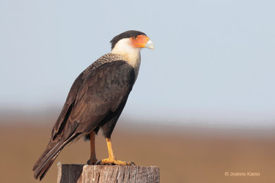 Crested Caracara