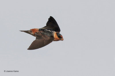 Cave Swallow Carrying Mud