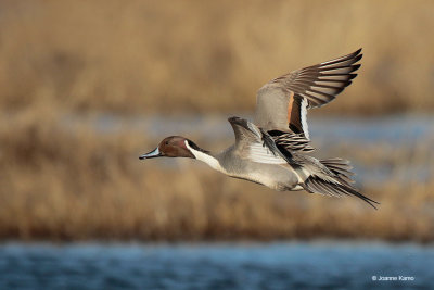 Northern Pintail Duck