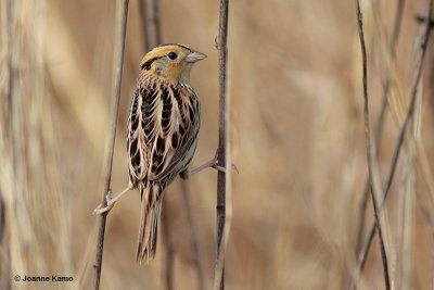 LeConte's Sparrow