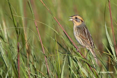 Nelson's Sharp-tailed Sparrow